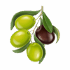 Zeytin Dalı