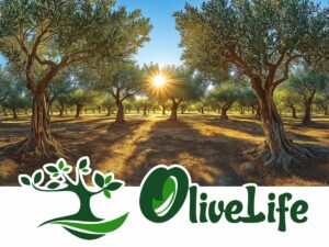 olivelife blog