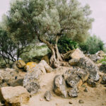 Zeytin Ağacı